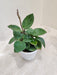  Hoya Carnosa Krimson Green plant in a white ceramic pot from ChhajedGarden.
