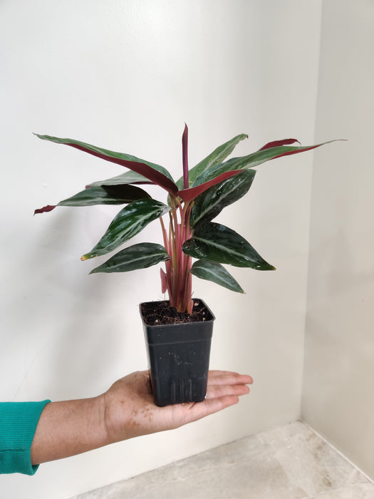 Air Purifying Calathea Stromanthe for Indoors