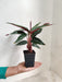 Air Purifying Calathea Stromanthe for Indoors