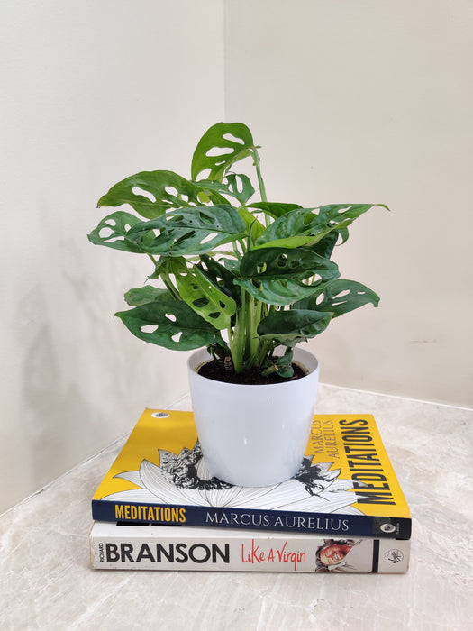 Monstera Deliciosa as an ideal corporate gift in a chic pot