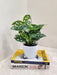 Monstera Deliciosa as an ideal corporate gift in a chic pot