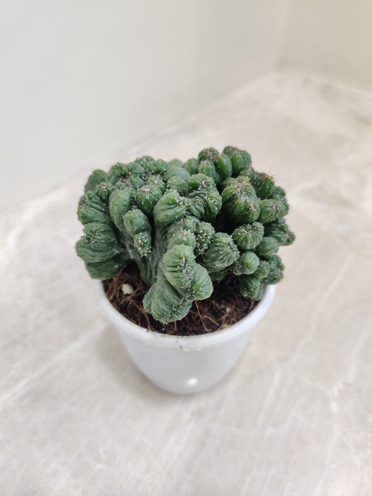 Indoor decorative Monstrose Cactus for modern decor