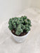 Indoor decorative Monstrose Cactus for modern decor