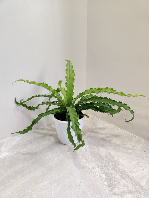 Asplenium Nidus green indoor plant in white pot