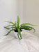 Asplenium Nidus green indoor plant in white pot