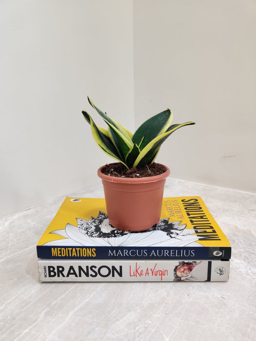jade marginata snake plant Buy Snake Plant Jade Marginata Plant Online India – ChhajedGarden.com