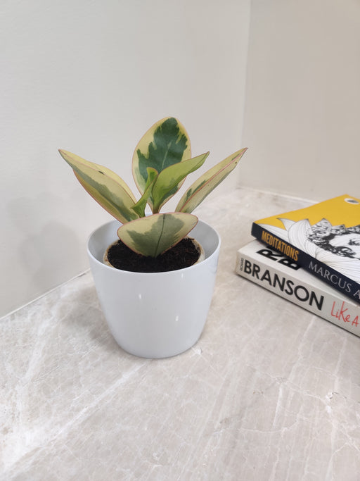 Peperomia Clusiifolia Tricolor Perfect Office Plant