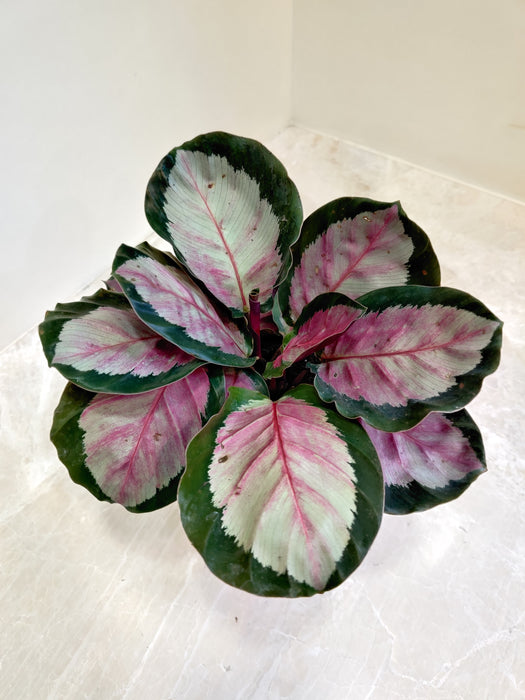 Decorative Rosy Calathea indoor plant for home