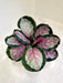 Decorative Rosy Calathea indoor plant for home