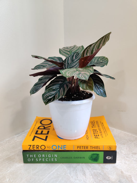 Calathea Pinstripe, perfect for Indian homes