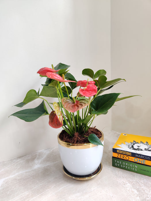 Ideal Indoor Red Anthurium PlantIdeal Indoor Red Anthurium Plant