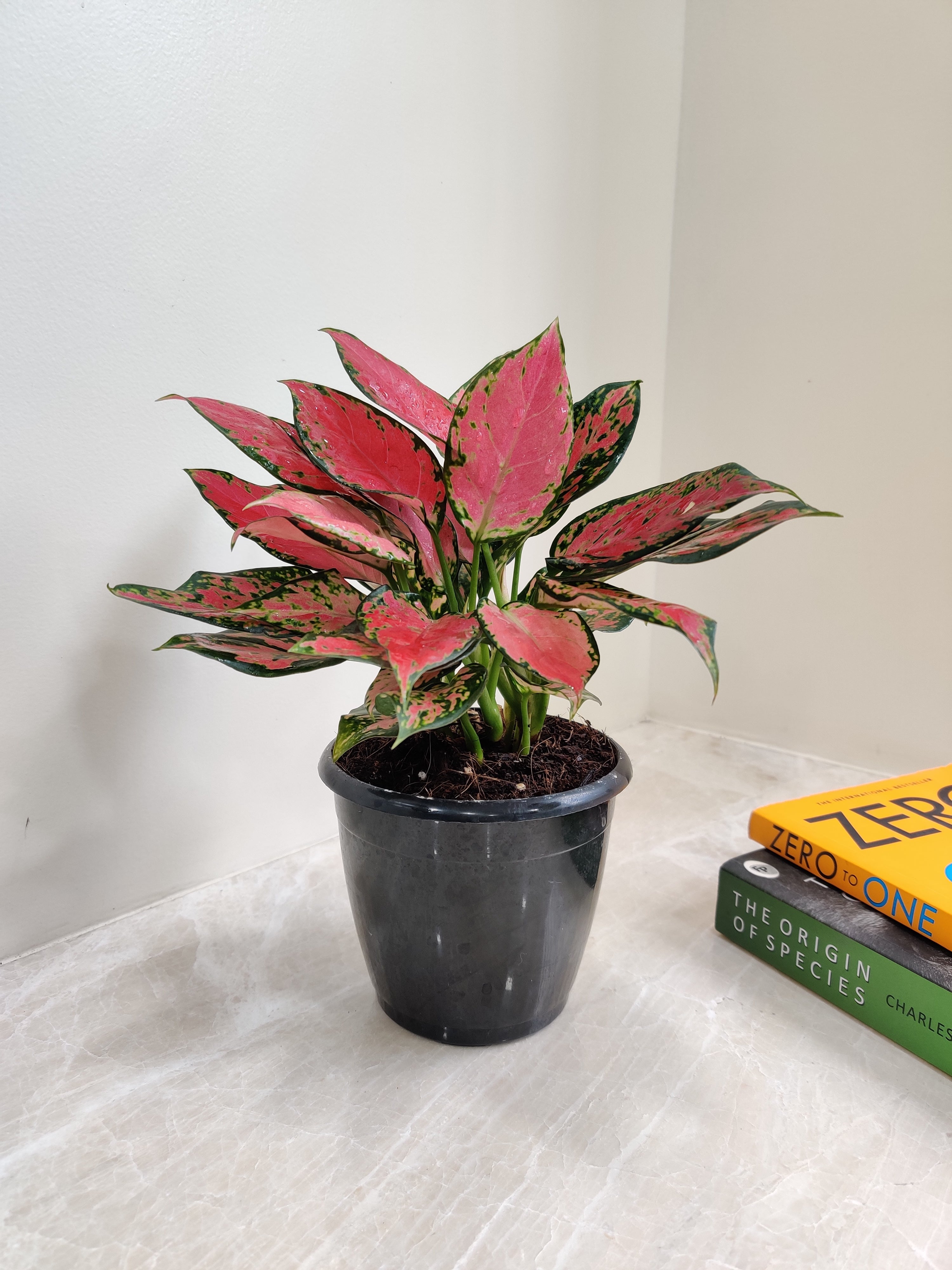 Vibrant Aglaonema Red Valentine Plant - Exotic Live Indoor Plant