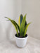 Indoor large Sansevieria female plant in white pot