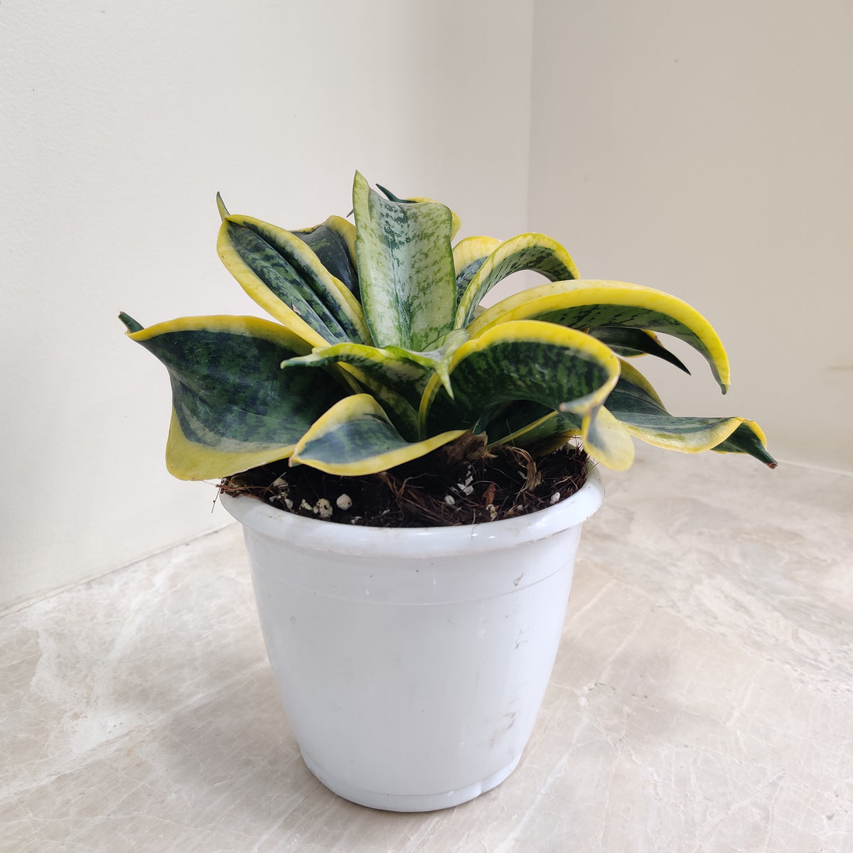 sansevieria twister Buy Sansevieria Tornado Plant Online India – ChhajedGarden.com