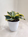Sansevieria Tornado Green and Yellow Leaves Indoor Plant