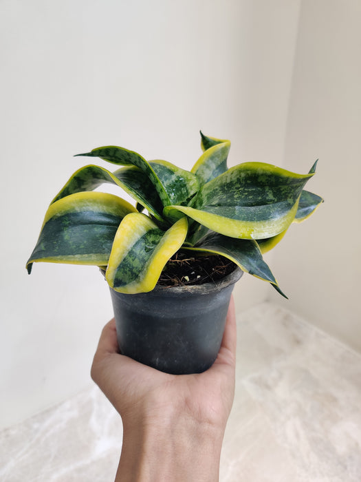 Sansevieria Tornado with Twisted Design Indoor Aesthetic