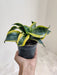 Sansevieria Tornado with Twisted Design Indoor Aesthetic