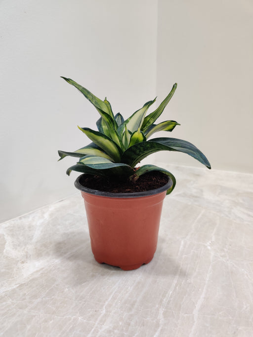 sansevieria hahnii silver streak Shop for Rare Silver Streak Snake Plant Online – ChhajedGarden.com