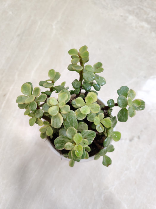 Jade-Plant-Variegated-Compact-Size-Indoor-Succulent