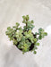 Jade-Plant-Variegated-Compact-Size-Indoor-Succulent