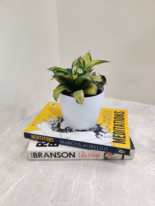 Snake Plant symbolizing growth and prosperity for corporate gifts