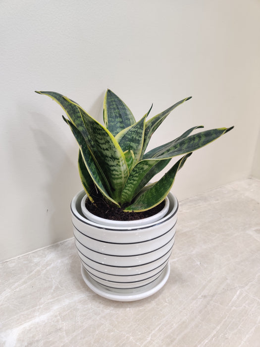 Air Purifying Snake Plant for Office Spaces