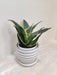 Air Purifying Snake Plant for Office Spaces