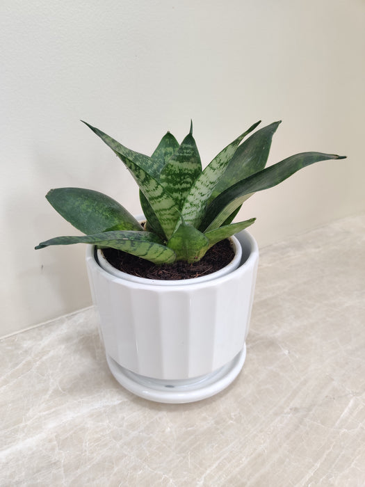 Healthy Office Gift Snake Plant