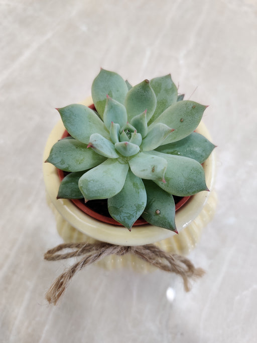 Perfect indoor succulent gift