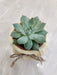 Perfect indoor succulent gift
