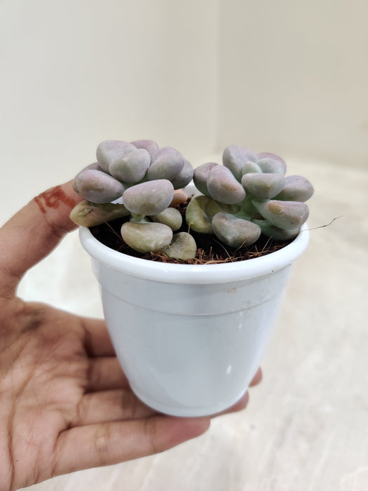 Moonstones-indoor-succulent-plush-leaves-detail