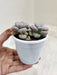 Moonstones-indoor-succulent-plush-leaves-detail