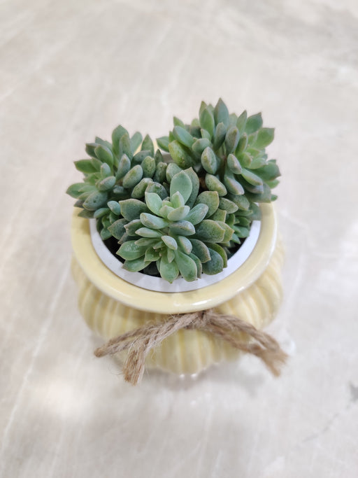 Ideal low-maintenance corporate gift - Succulent Plant