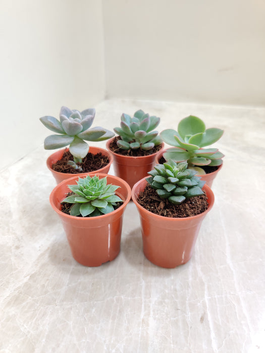 Ensemble of Five Indoor Succulents