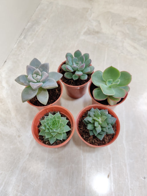 Variety Pack of Indoor Succulents