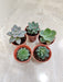 Variety Pack of Indoor Succulents