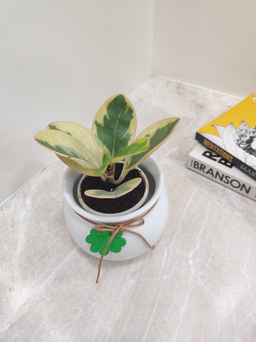 "Indoor decorative Peperomia Clusiifolia with variegated leaves"