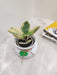 "Indoor decorative Peperomia Clusiifolia with variegated leaves"
