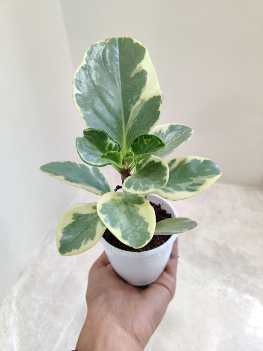 Small Pot Peperomia Oasis for Easy Care