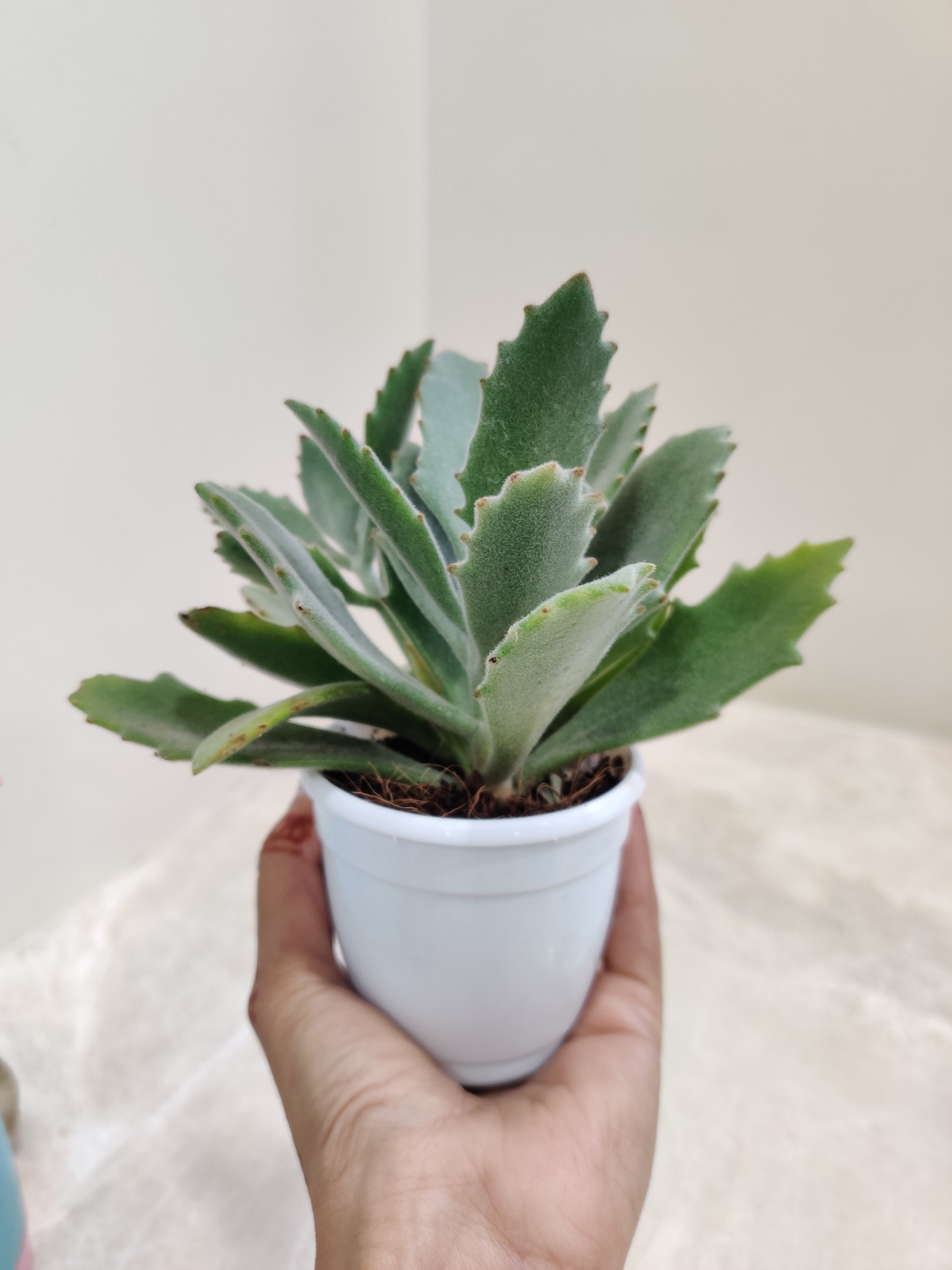 behartii succulent Kalanchoe Behartii Succulent Plant