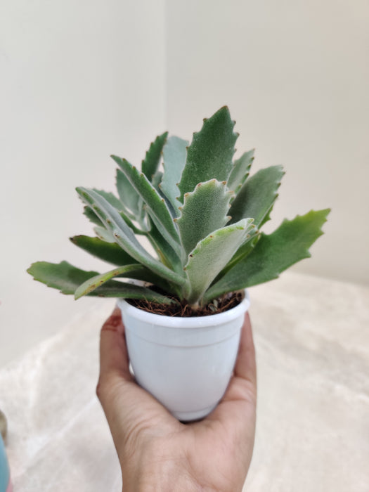 Lush-Kalanchoe-Behartii-Decor-Idoor-Succulent