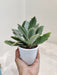 Lush-Kalanchoe-Behartii-Decor-Idoor-Succulent