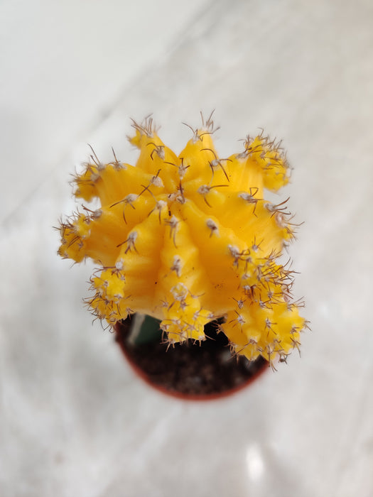 Radiant Yellow Moon Cactus for Indoor Accent