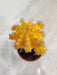 Radiant Yellow Moon Cactus for Indoor Accent