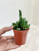 Indoor Crassula Ovata Succulent for Home