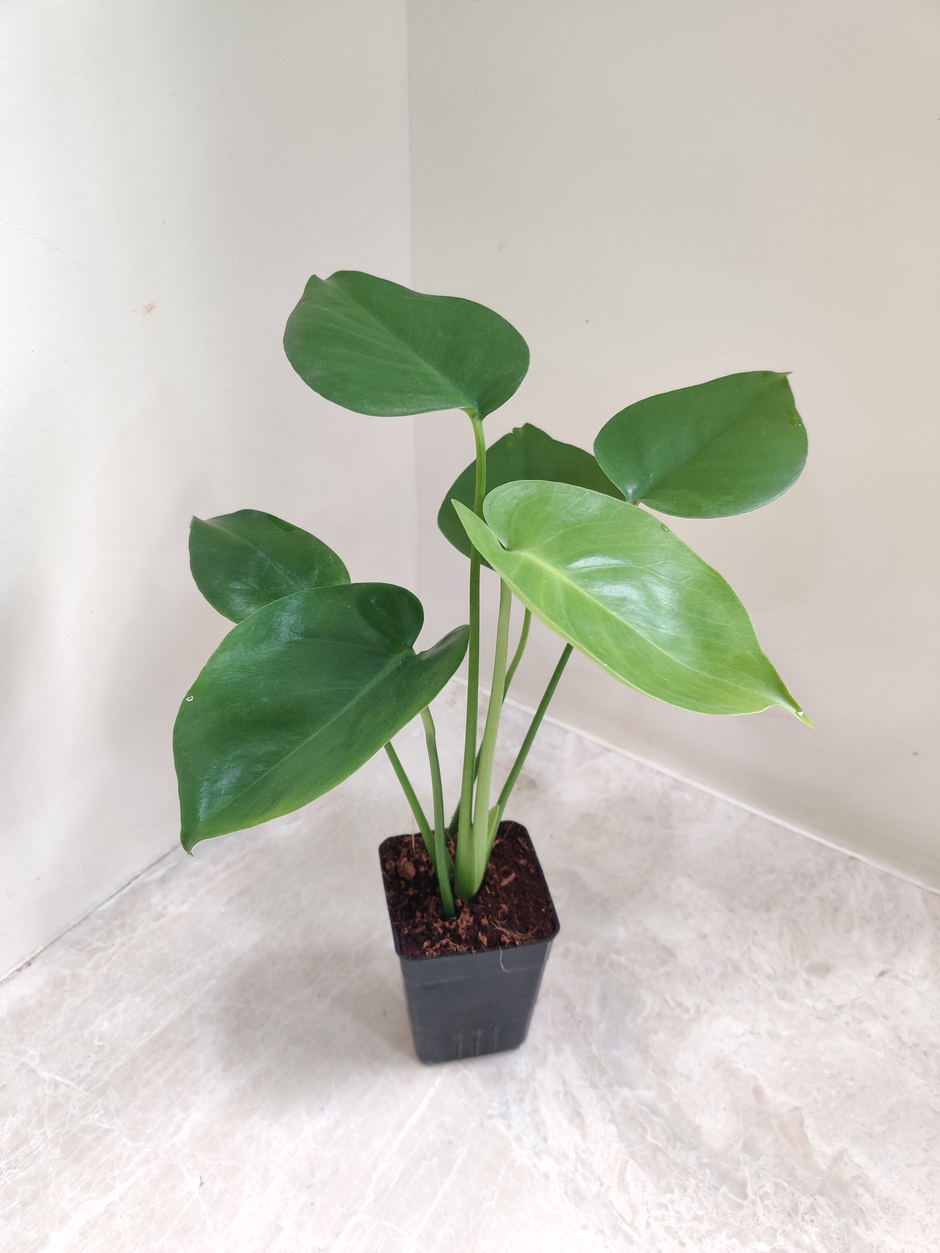 monstera plant online india Monstera Ceriman ( Monstera Deliciosa Green) Live Indoor Plant in 8.5cm Pot
