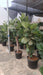 Ficus Lyrata trunk type fiddle leaf fig in black nursery pot