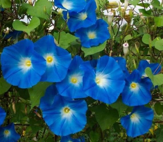 Ipomoea Heavenly Blue