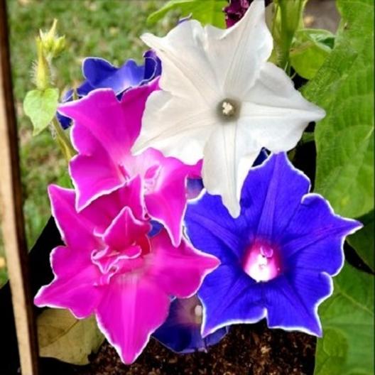 Ipomoea Kyokiza Mix