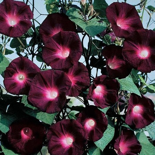 Ipomoea Novalis Black